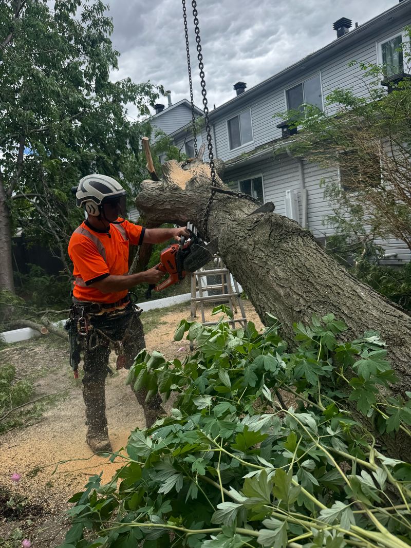 Bisson arborist with a chainsaw cutting a crane-held log during a backyard tree removal