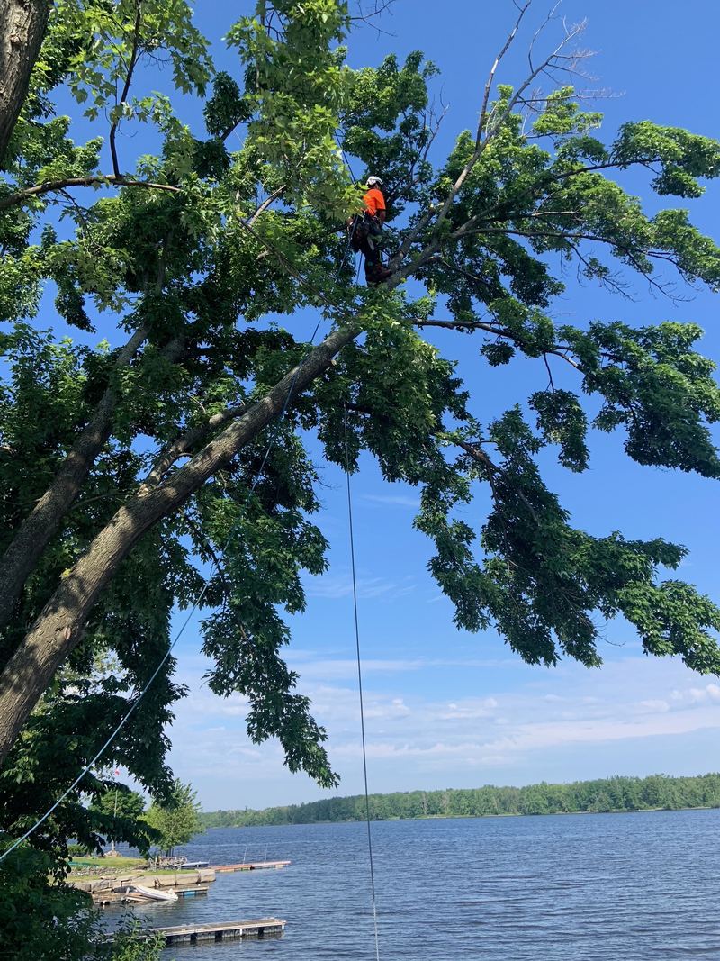 Climber pruning a tall tree on a waterfront property on the Ottawa River