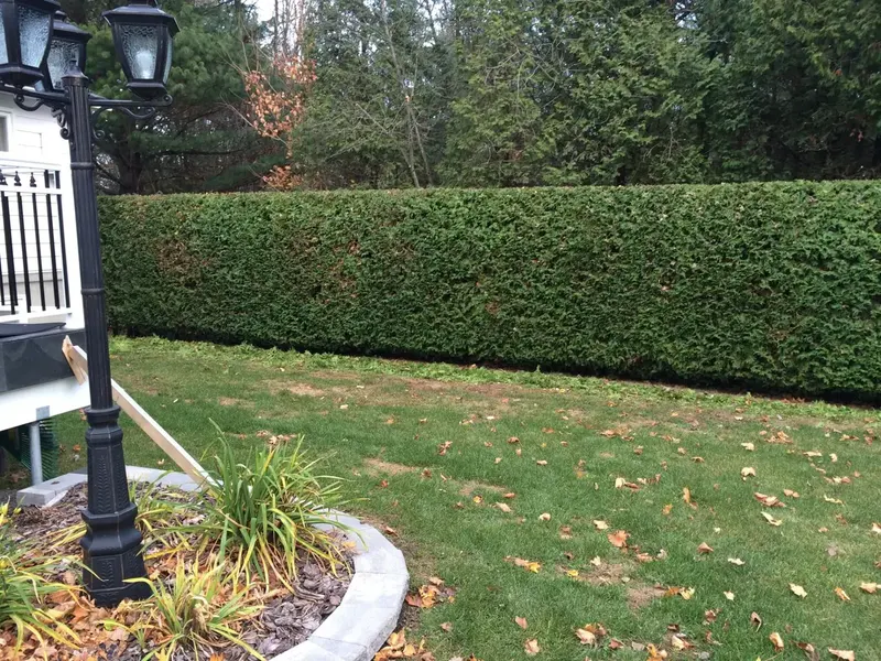 Dense, evenly trimmed cedar hedge
