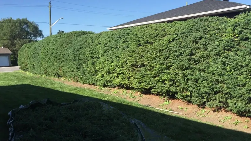 Tall cedar hedge freshly trimmed