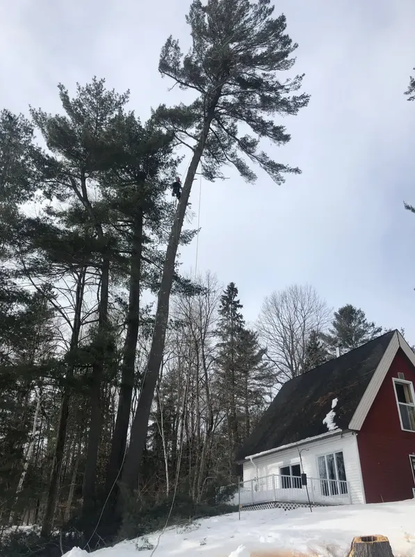 Climber high in white pines beside a red house