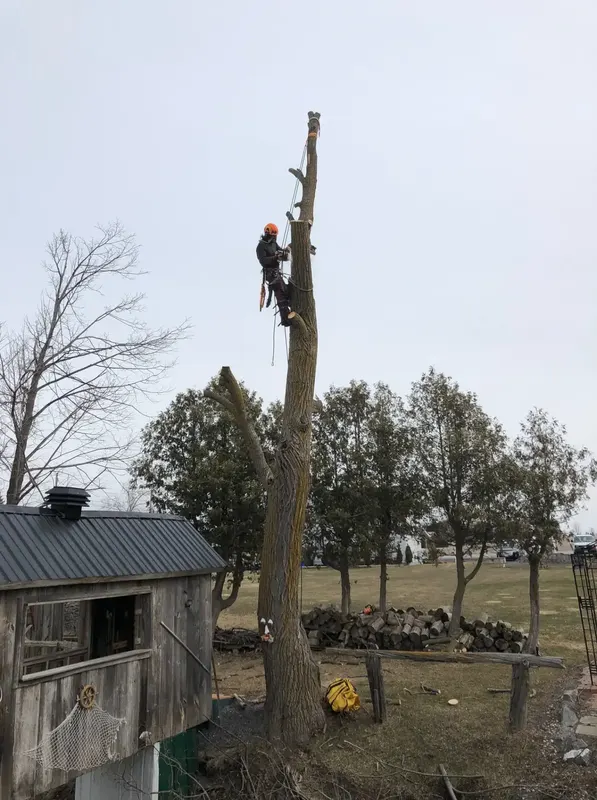 Climber taking a tall dead trunk down in sections