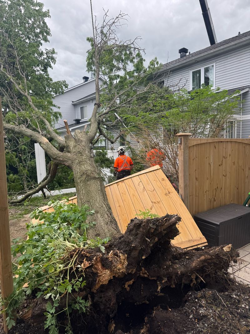 Storm-damaged tree uprooted onto a backyard fence, 24-hour emergency tree service in Ottawa