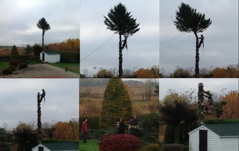 Six-photo sequence of a tall tree being taken down